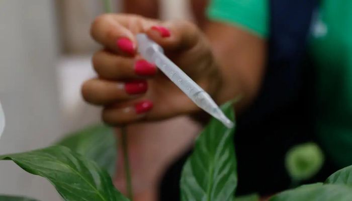 Incorporação de vacina contra dengue ao SUS deve sair ainda este ano